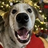 Entry image for Dipstick 