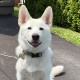 Entry image for Lilo