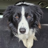 Entry image for Wylie