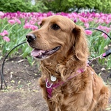 Entry image for Maple