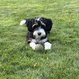 Entry image for Maisie