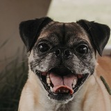 Entry image for Pickles