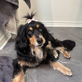 Entry image for Pennie