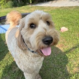 Entry image for Ollie