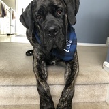 Entry image for Zeus