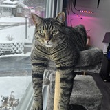 Entry image for Ringo