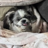 Entry image for Mango