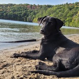 Entry image for Sheena