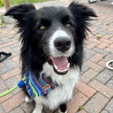 Entry image for Cedar