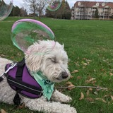 Entry image for Salem