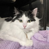 Entry image for Mathilda 