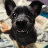 Entry image for Albi