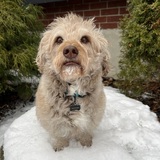 Entry image for Hoover