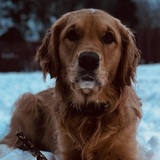 Entry image for Annie 