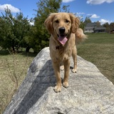 Entry image for Lacey