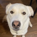 Entry image for Liberty