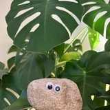 Entry image for Sir Pebbles