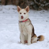 Entry image for Kuma