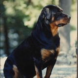 Entry image for Bear (Barron of Forestdale)