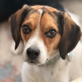 Entry image for Finley