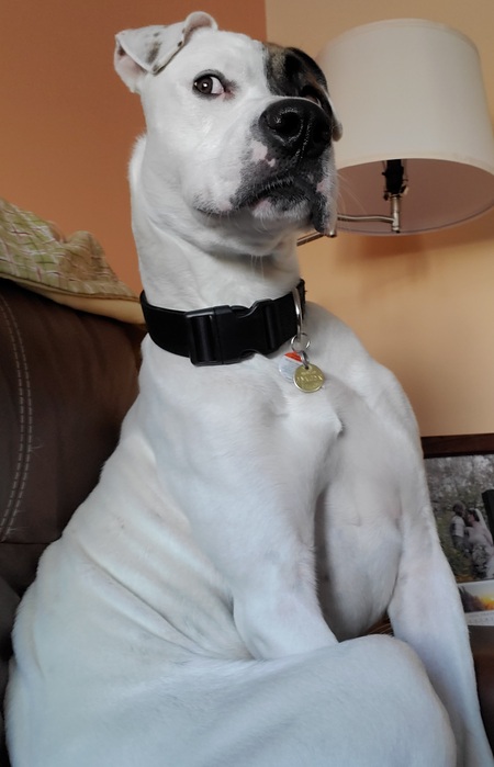 Entry image for Knox. Clicking this image will show a larger photo