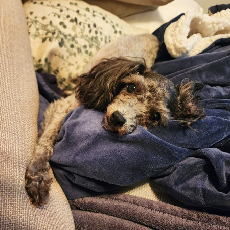 Entry image for Bambi. Clicking this image will show a larger photo