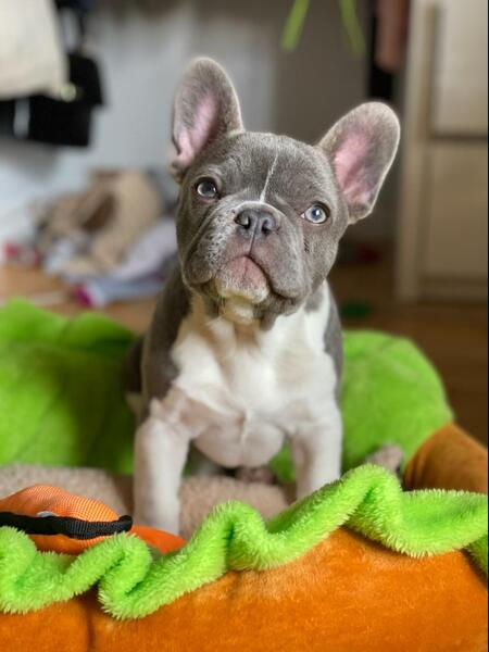 Entry image for Olive. Clicking this image will show a larger photo