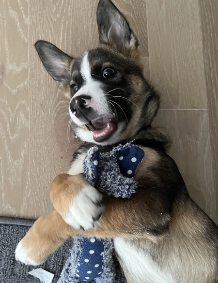 Entry image for Jett. Clicking this image will show a larger photo