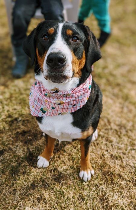 Entry image for Bailey . Clicking this image will show a larger photo