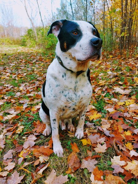 Entry image for Chevy. Clicking this image will show a larger photo