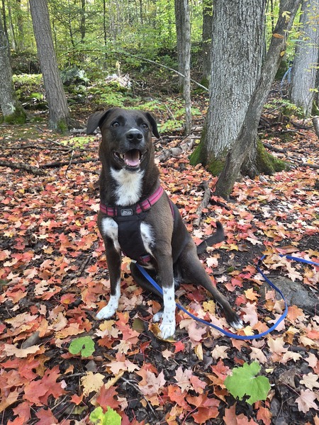 Entry image for Chica. Clicking this image will show a larger photo