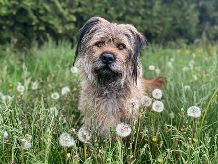 Entry image for Panzer. Clicking this image will show a larger photo