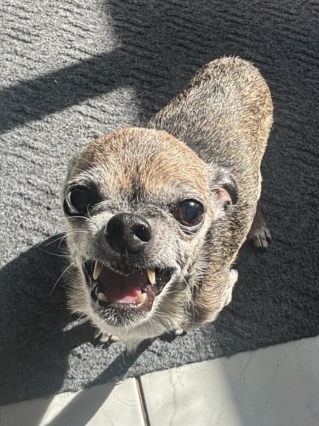 Entry image for Loki. Clicking this image will show a larger photo