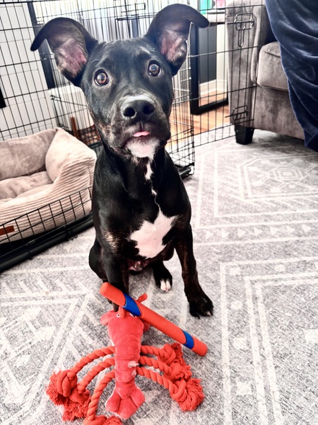 Entry image for Winston. Clicking this image will show a larger photo