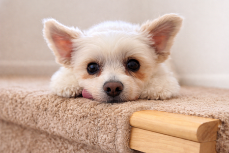 Entry image for Cassie. Clicking this image will show a larger photo