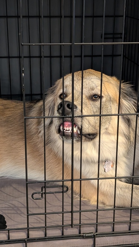 Entry image for Mishka. Clicking this image will show a larger photo