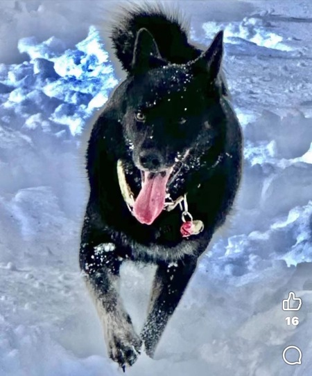 Entry image for RAVEN. Clicking this image will show a larger photo