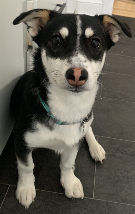 Entry image for Maisy. Clicking this image will show a larger photo