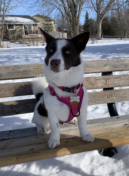 Entry image for Betty blue eyes from Baffin Island aka Betty White. Clicking this image will show a larger photo