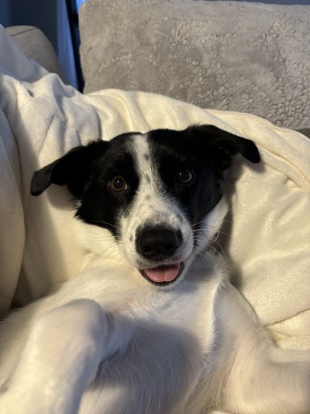 Entry image for Cow. Clicking this image will show a larger photo