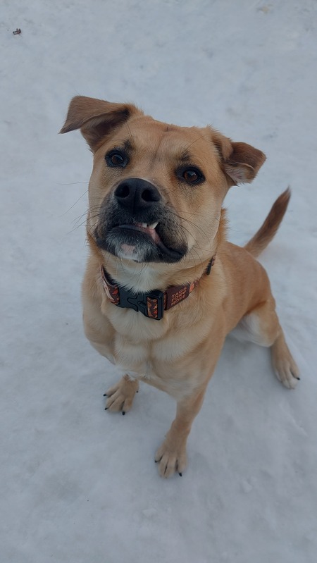 Entry image for Bear. Clicking this image will show a larger photo