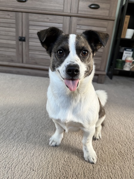 Entry image for Kaapi (GeeGee). Clicking this image will show a larger photo