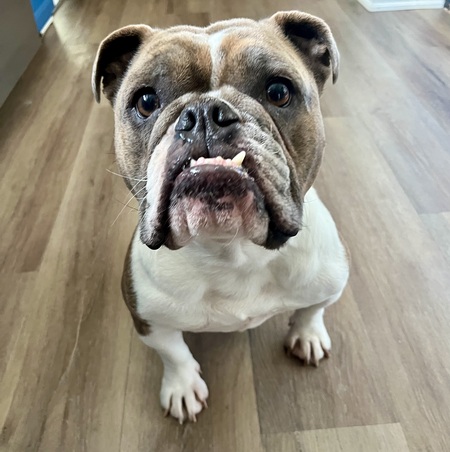 Entry image for Lulu. Clicking this image will show a larger photo