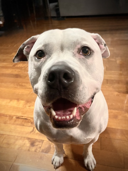 Entry image for Luc aka Mammoth Puppy. Clicking this image will show a larger photo