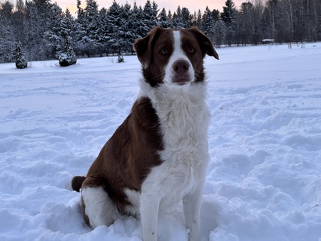 Entry image for ABBY. Clicking this image will show a larger photo