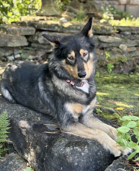 Entry image for Banzai . Clicking this image will show a larger photo