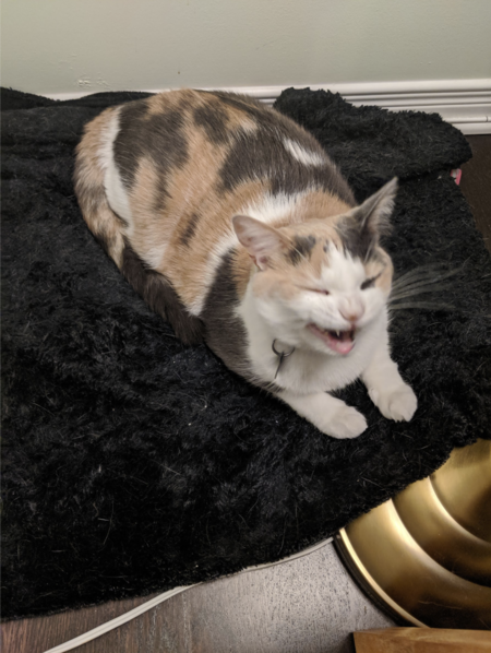 Entry image for Hippo. Clicking this image will show a larger photo