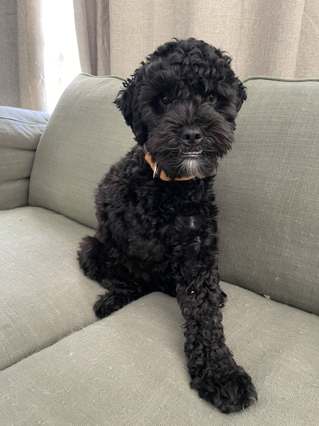 Entry image for Gus. Clicking this image will show a larger photo