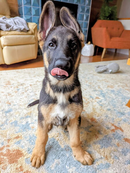 Entry image for Quillan. Clicking this image will show a larger photo