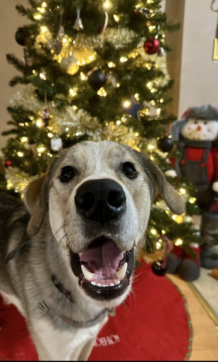 Entry image for Dipstick . Clicking this image will show a larger photo